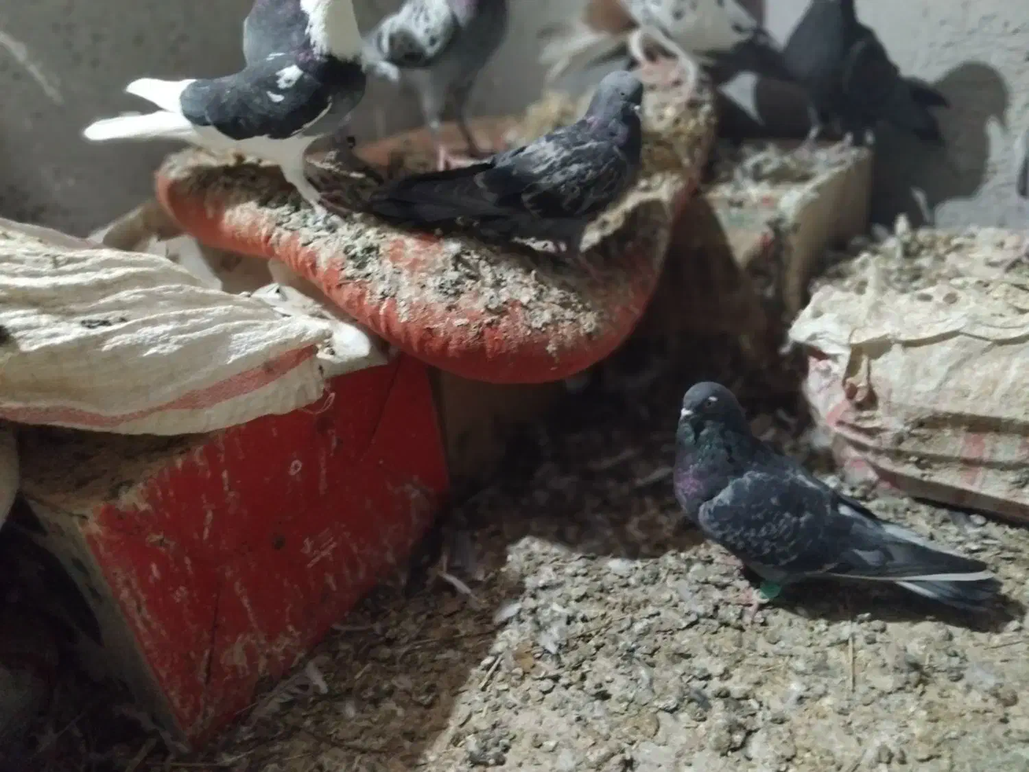 کبوتر فروشی|پرنده|زهک, |دیوار