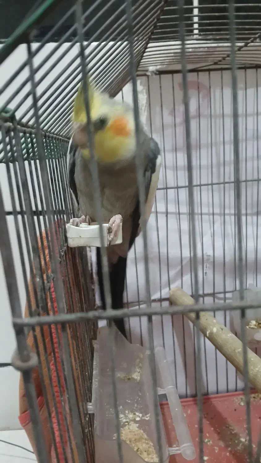 عروس هلندی نر سخنگو|پرنده|امیدیه, |دیوار