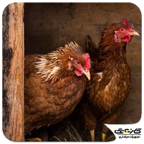 مرغ و خروس|حیوانات مزرعه|زنده رود, |دیوار