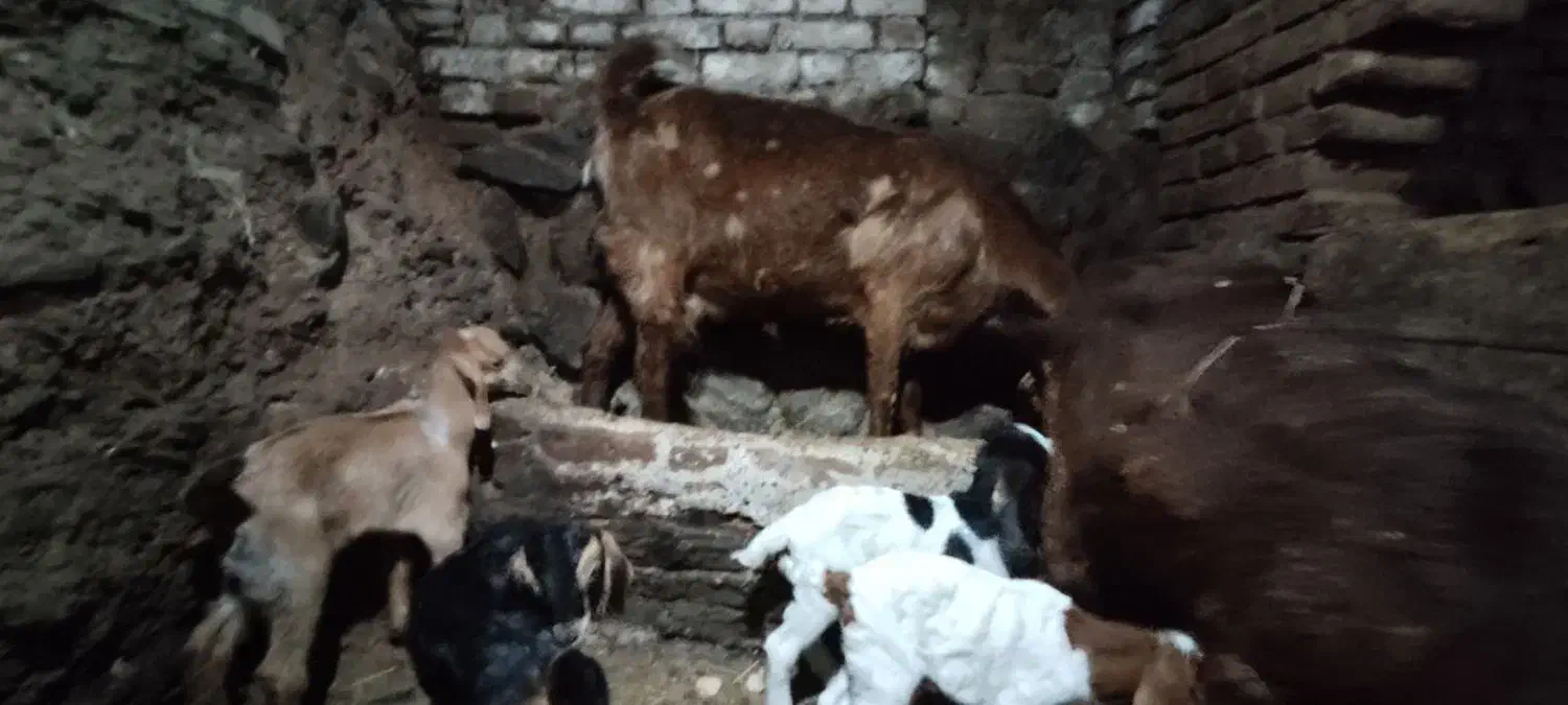 بز و بزغاله|حیوانات مزرعه|تیکمه داش, |دیوار