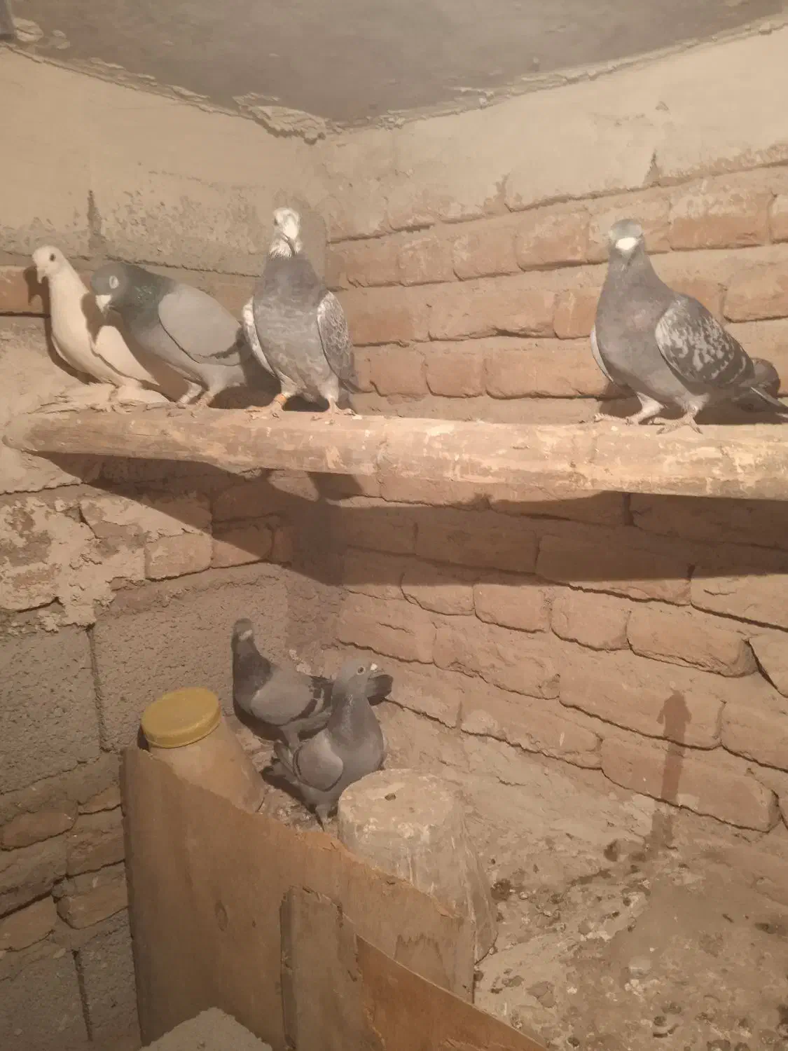 کبوتر|پرنده|خسروشاه, |دیوار