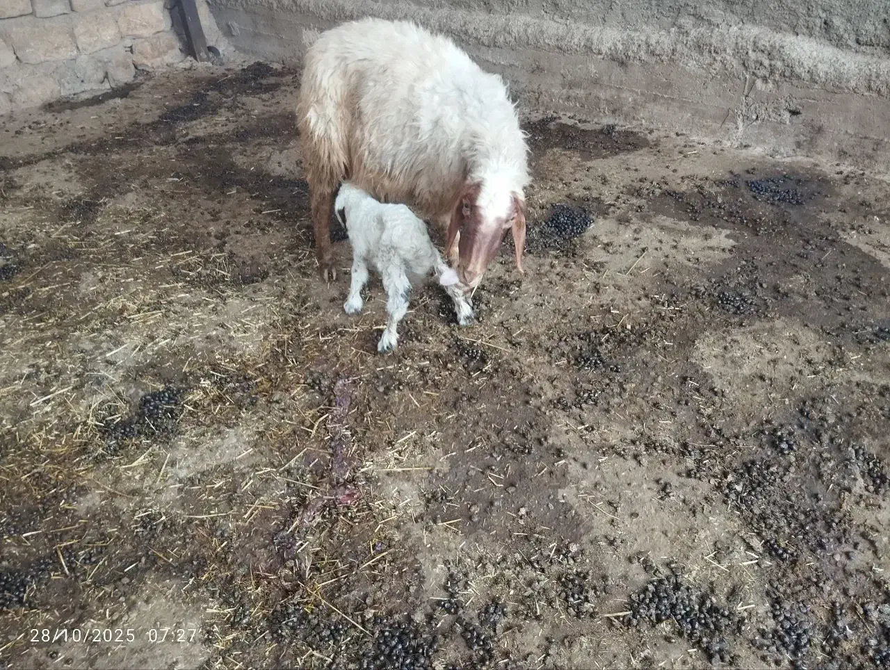 گله کامل فروش|حیوانات مزرعه|اسلام‌‌آباد غرب, |دیوار