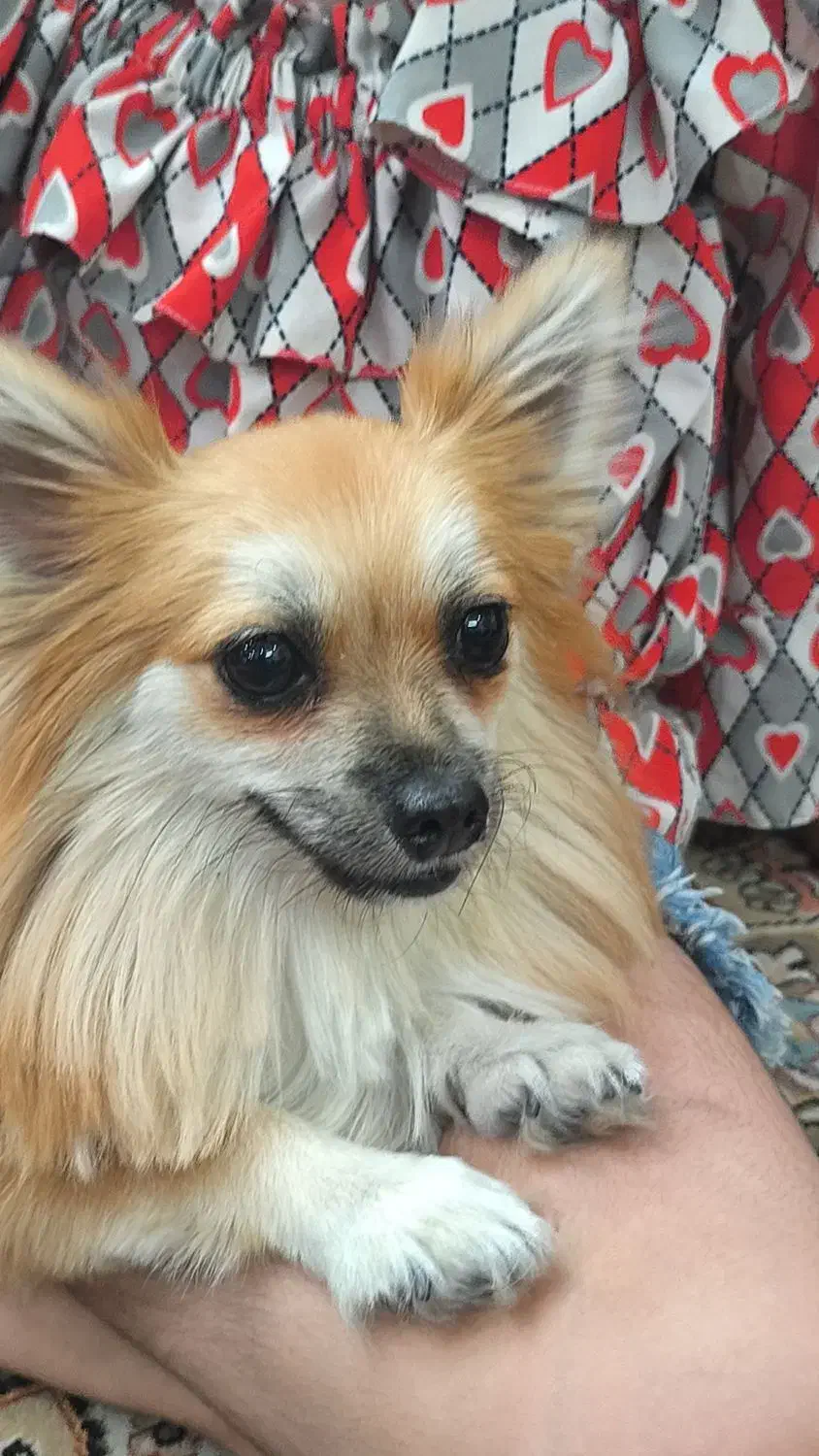 پامر روباهی معاوضه با ضبط سیستمی|سگ|یزد, |دیوار