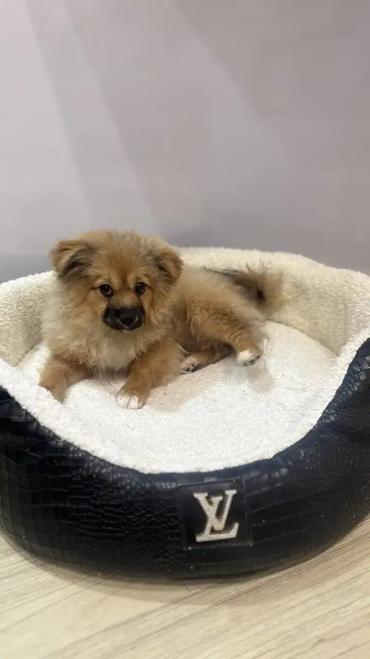 سگ پامر|سگ|طرقبه, |دیوار