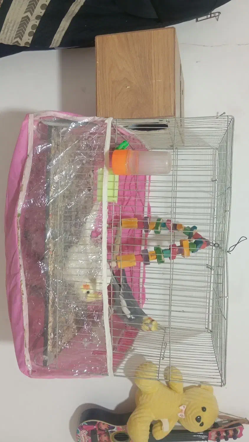 جفت عروس هلندی|پرنده|گلبهار, شهر جدید گلبهار|دیوار