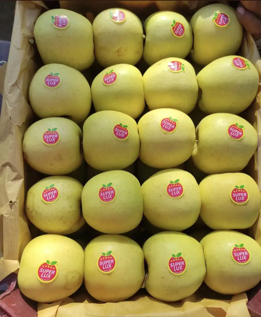 سیب گلدن و رد|عمدهفروشی|سمیرم, |دیوار