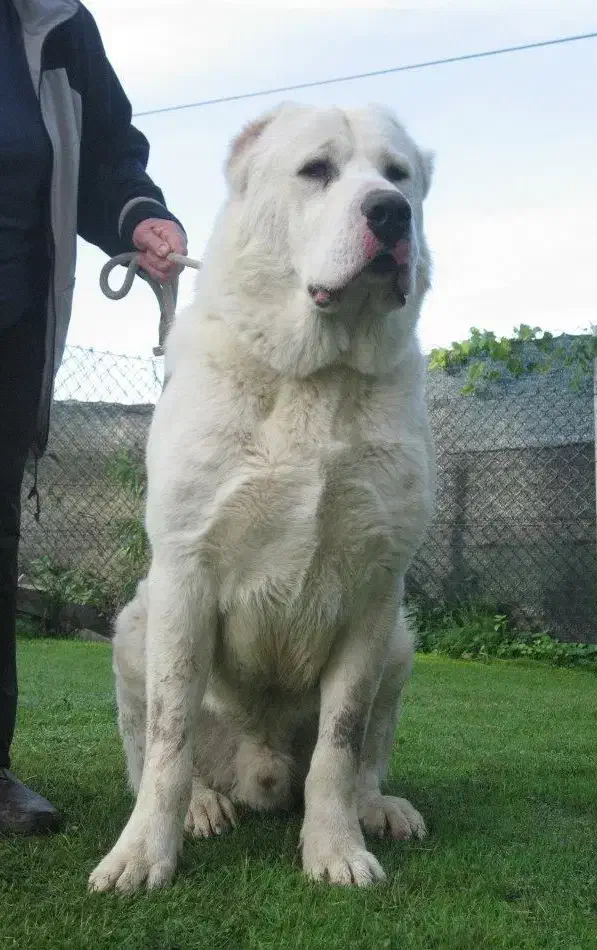 سگ های درشت اندام، سگ فوق حرفه ای،سگ نگحبان|سگ|شهریار, شهریار|دیوار