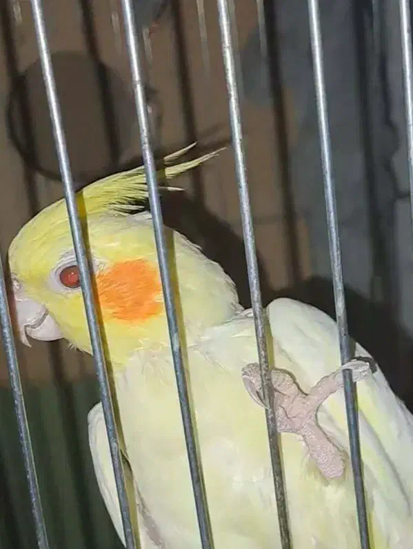 پرنده|پرنده|مینودشت, |دیوار