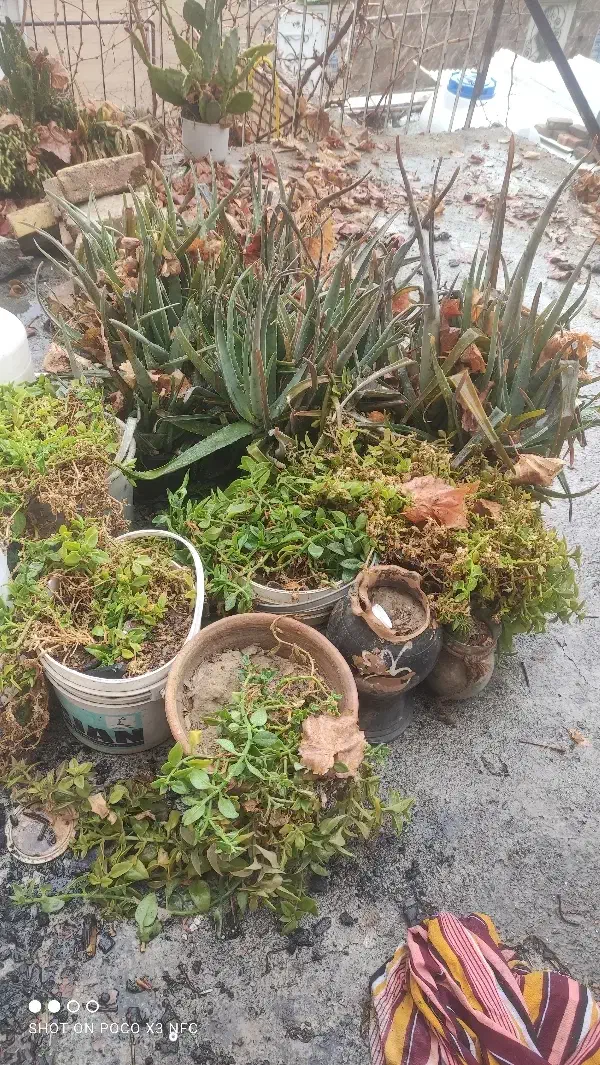 گل آلوورا|گل و گیاه طبیعی|رباط‌کریم, الارد|دیوار