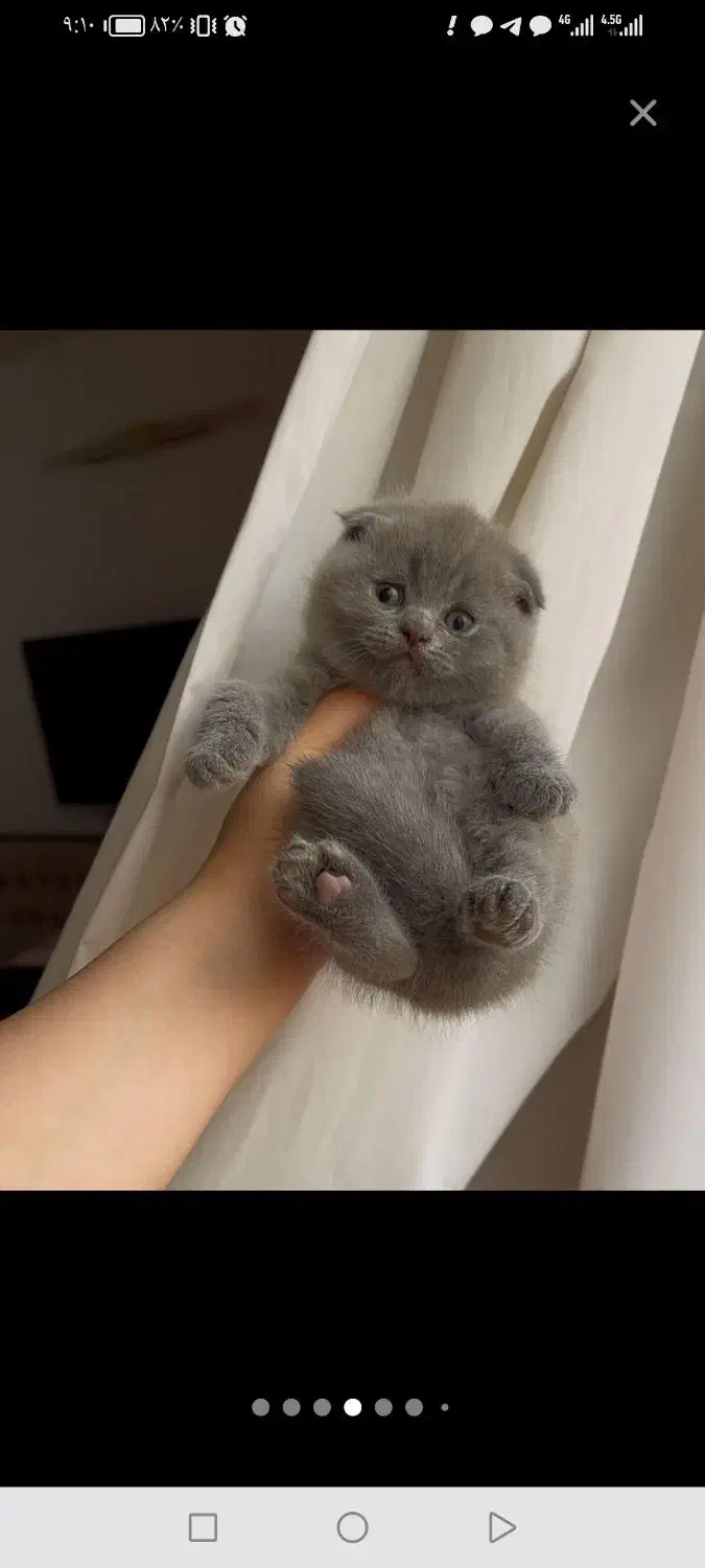 بچه گربه های سلامت iran cats|گربه|کرمانشاه, |دیوار