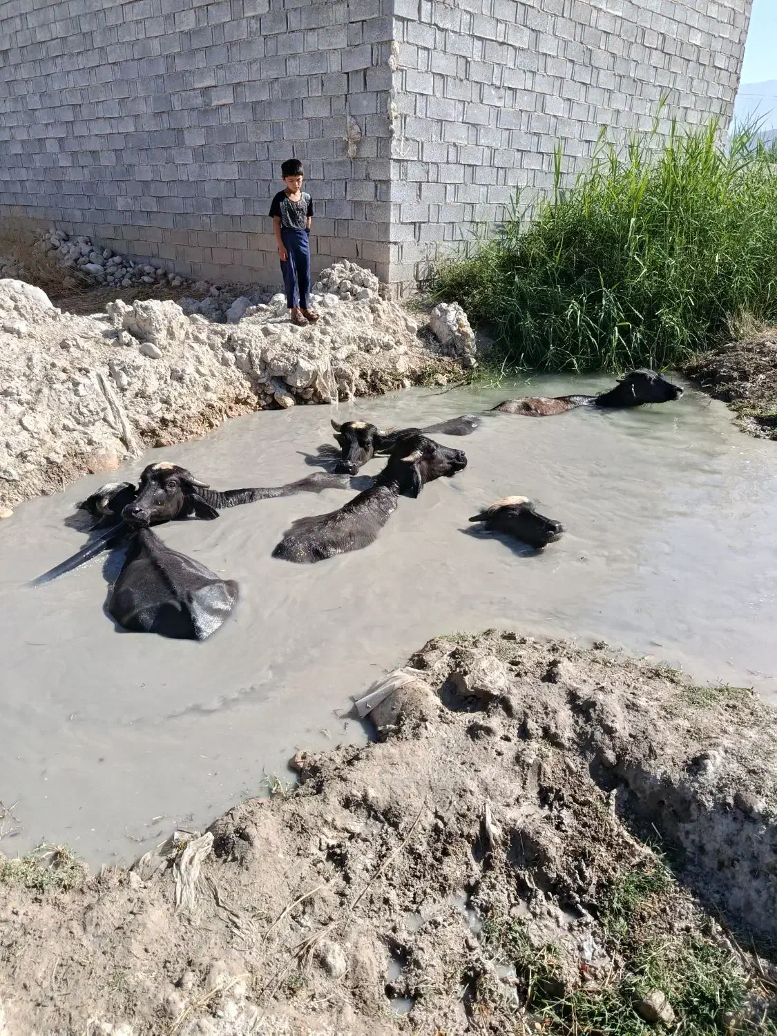 فروش گاو میش|حیوانات مزرعه|جره و بالاده, |دیوار