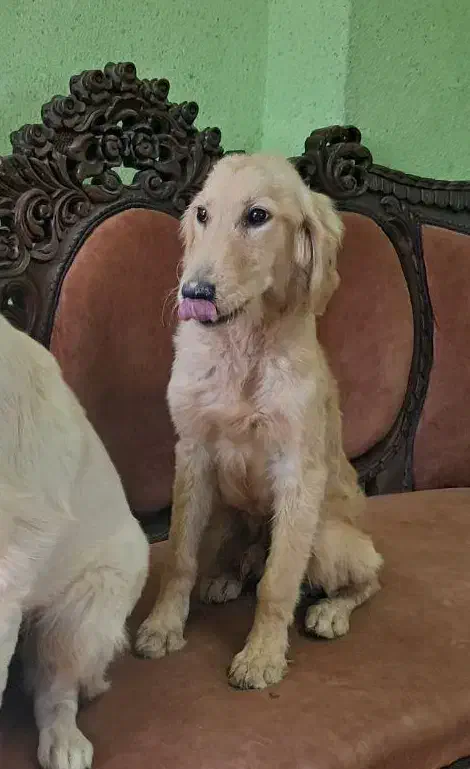 گلدن رتریور رنگ تیره و روشن SC|سگ|تهران, سازمان برنامه جنوبی|دیوار