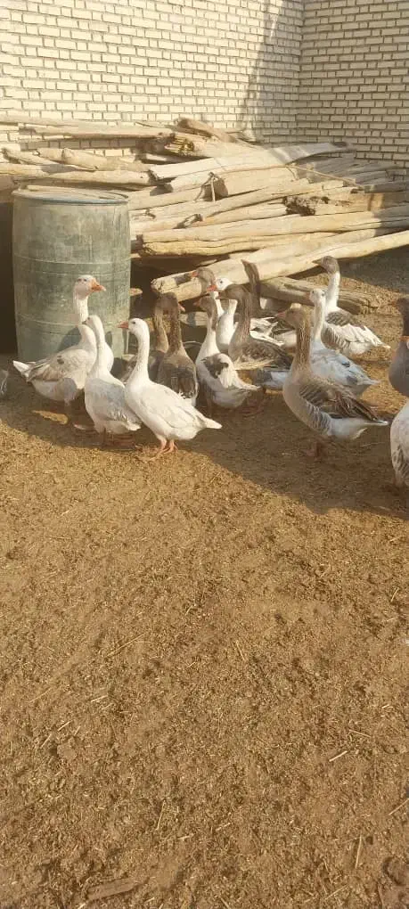 غاز خانگی|حیوانات مزرعه|شادگان, |دیوار