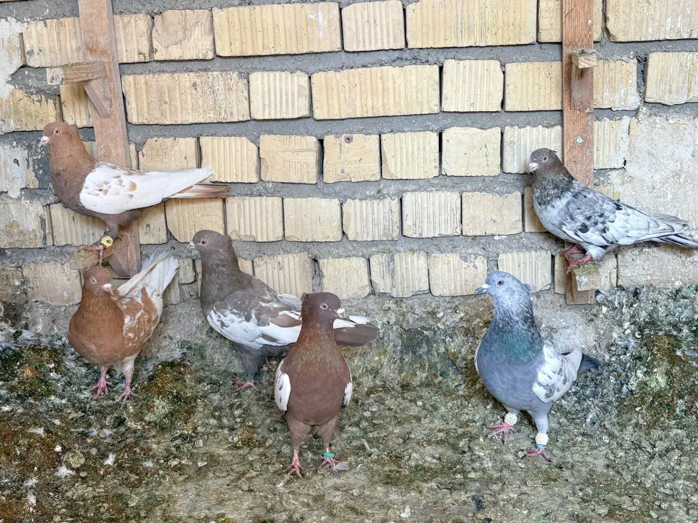 بهبونی پرشی|پرنده|شیراز, فرودگاه شهید دستغیب شیراز|دیوار