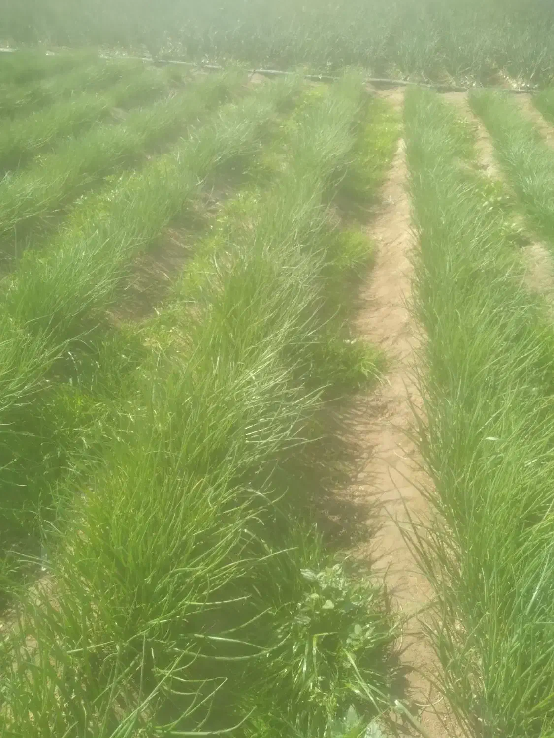 نهال پیاز|گل و گیاه طبیعی|جیرفت, |دیوار