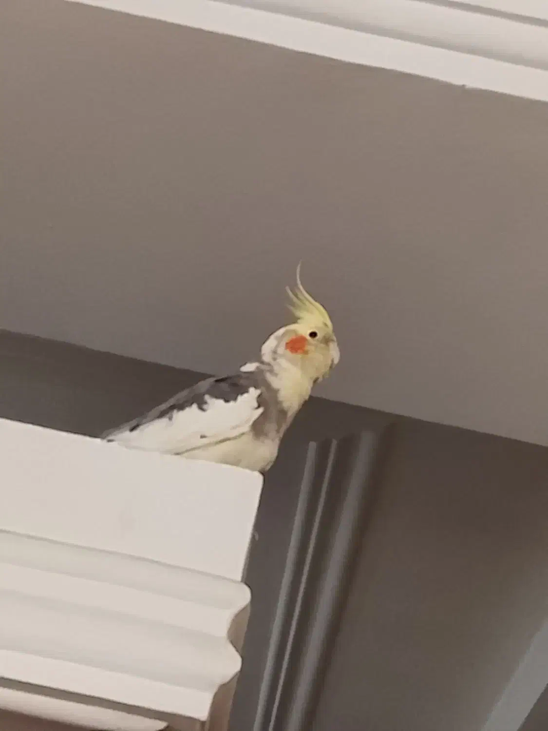 عروس هلندی|پرنده|قرچک, میرزائی شمالی|دیوار