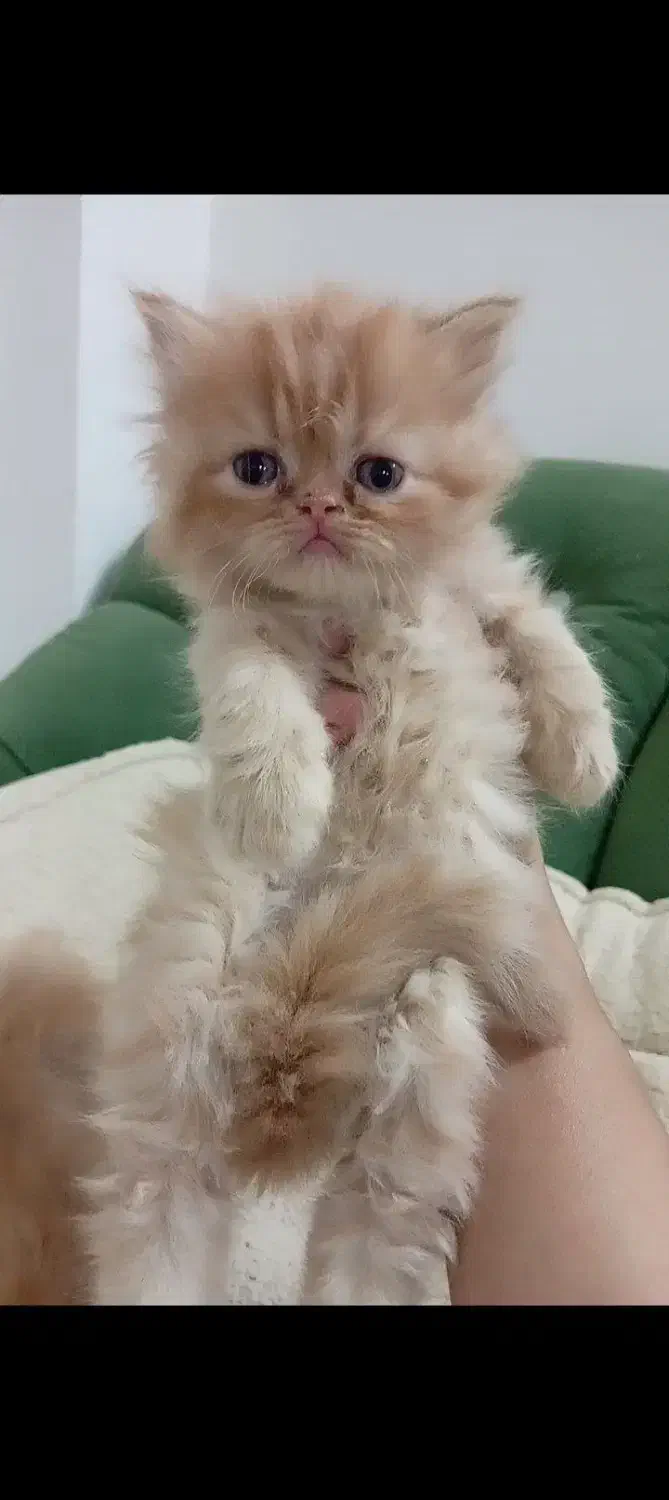 پرشین گارفیلدی|گربه|مشهد, پروین اعتصامی|دیوار