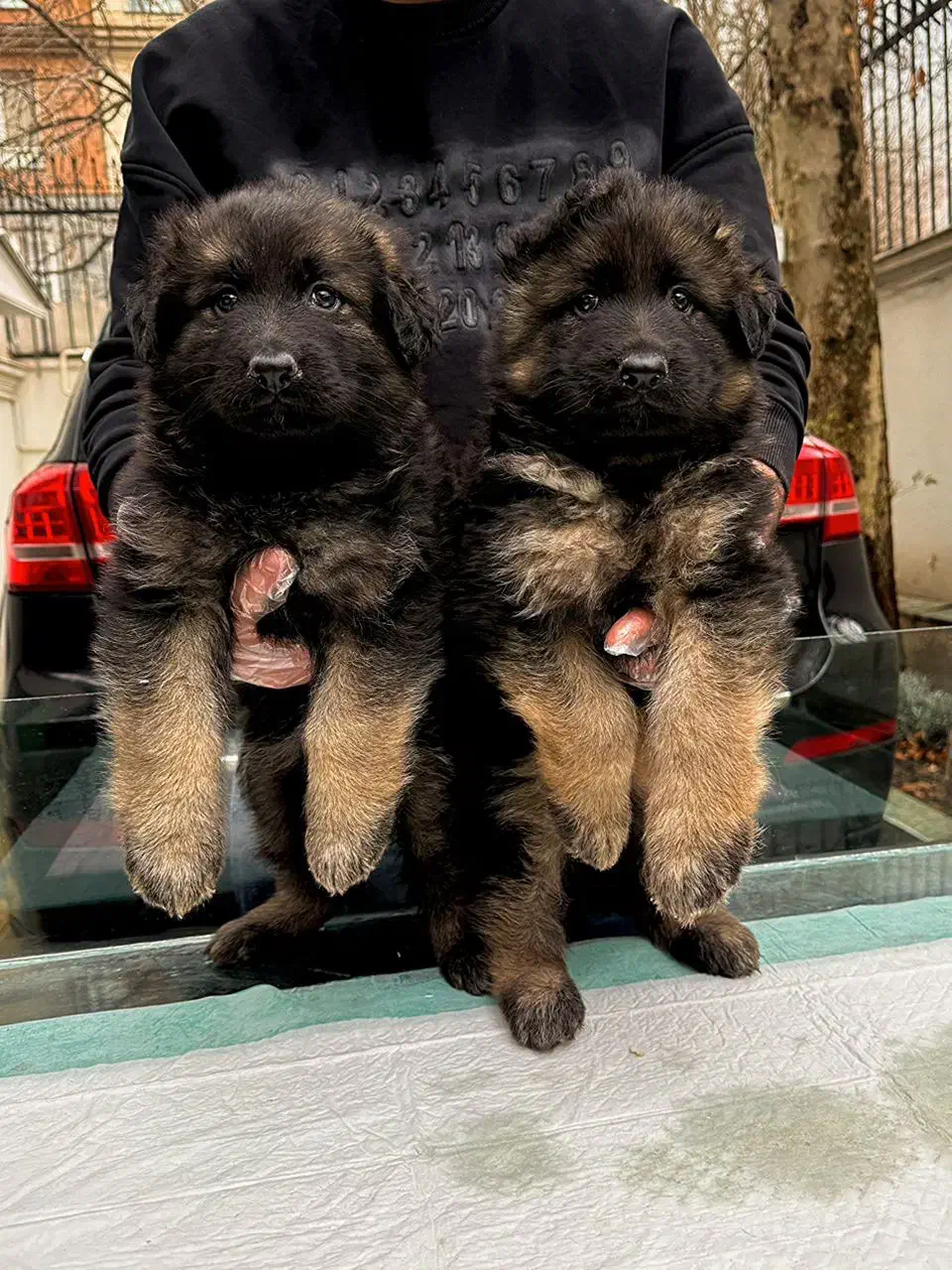 ژرمن شپرد شولاین|سگ|تهران, زعفرانیه|دیوار