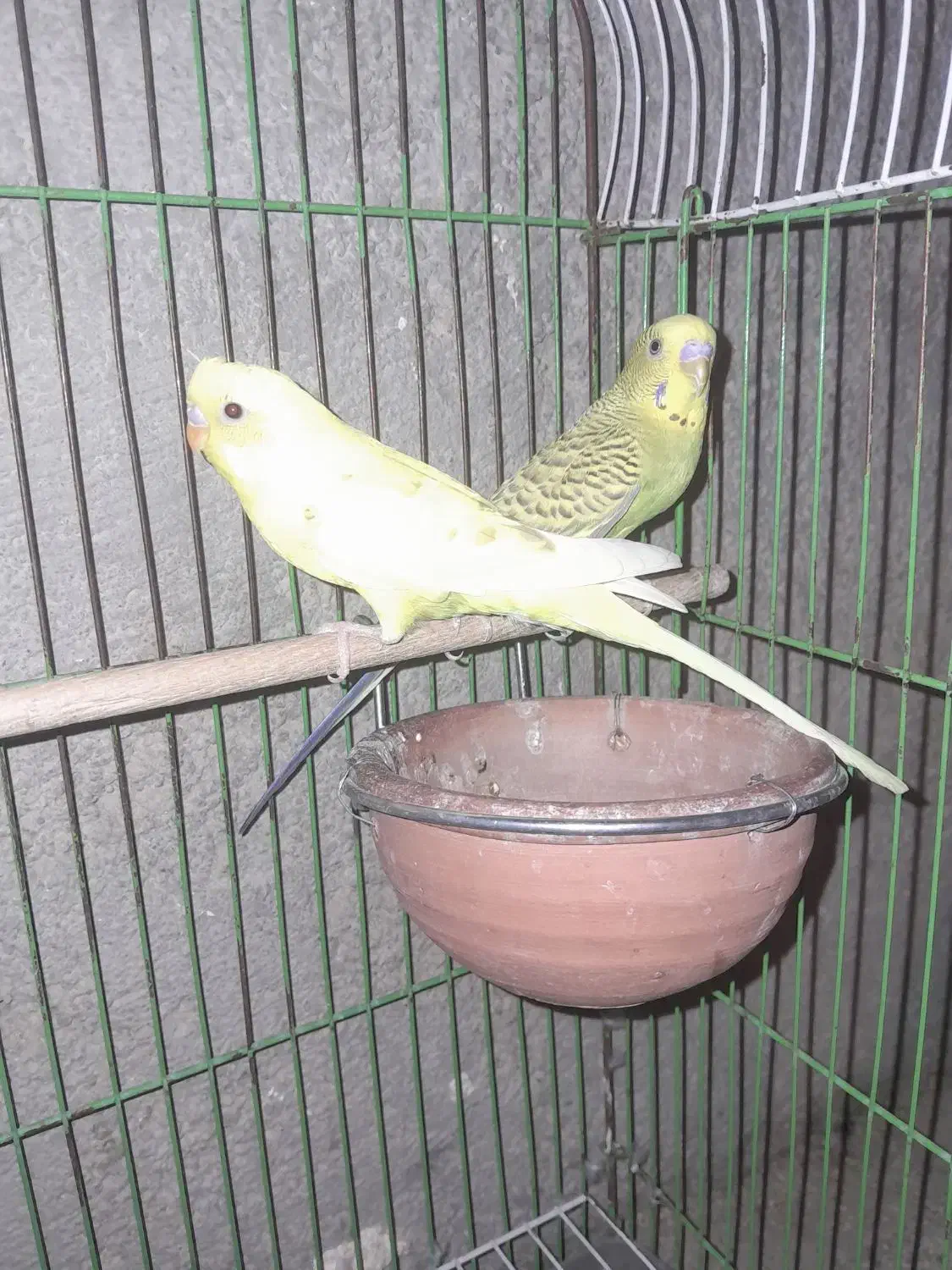 برایه فروش|پرنده|چاروسا, |دیوار