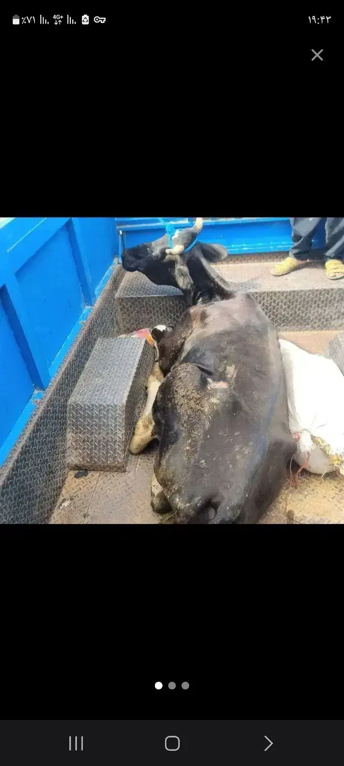 کسل حال گاو گوساله فروش خرید|حیوانات مزرعه|قروه, |دیوار