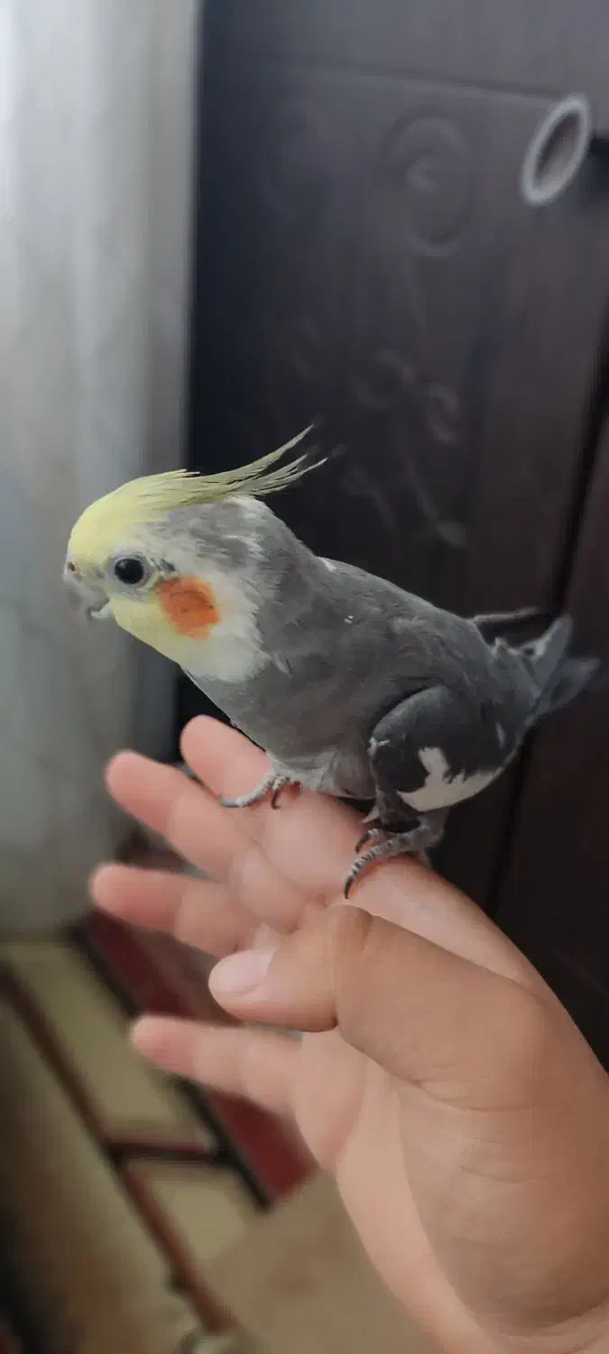 پرنده|پرنده|سیرجان, |دیوار