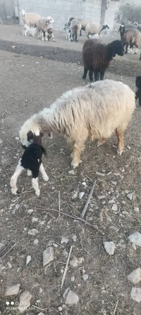 میش ترکی بختیاری دورگ اصل|حیوانات مزرعه|سپیدان, |دیوار