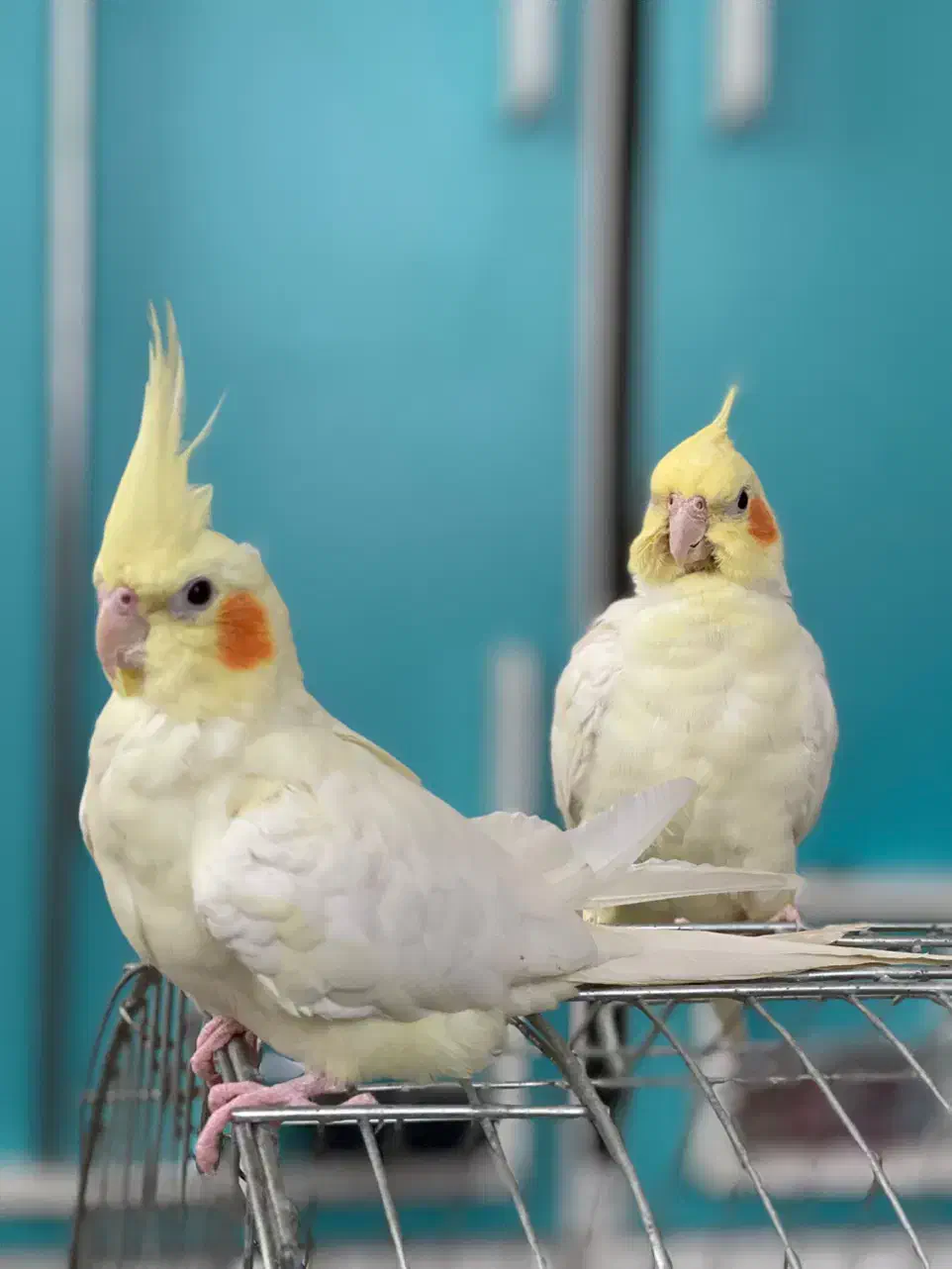 یک جفت‌ عروس|پرنده|قم, دورشهر|دیوار