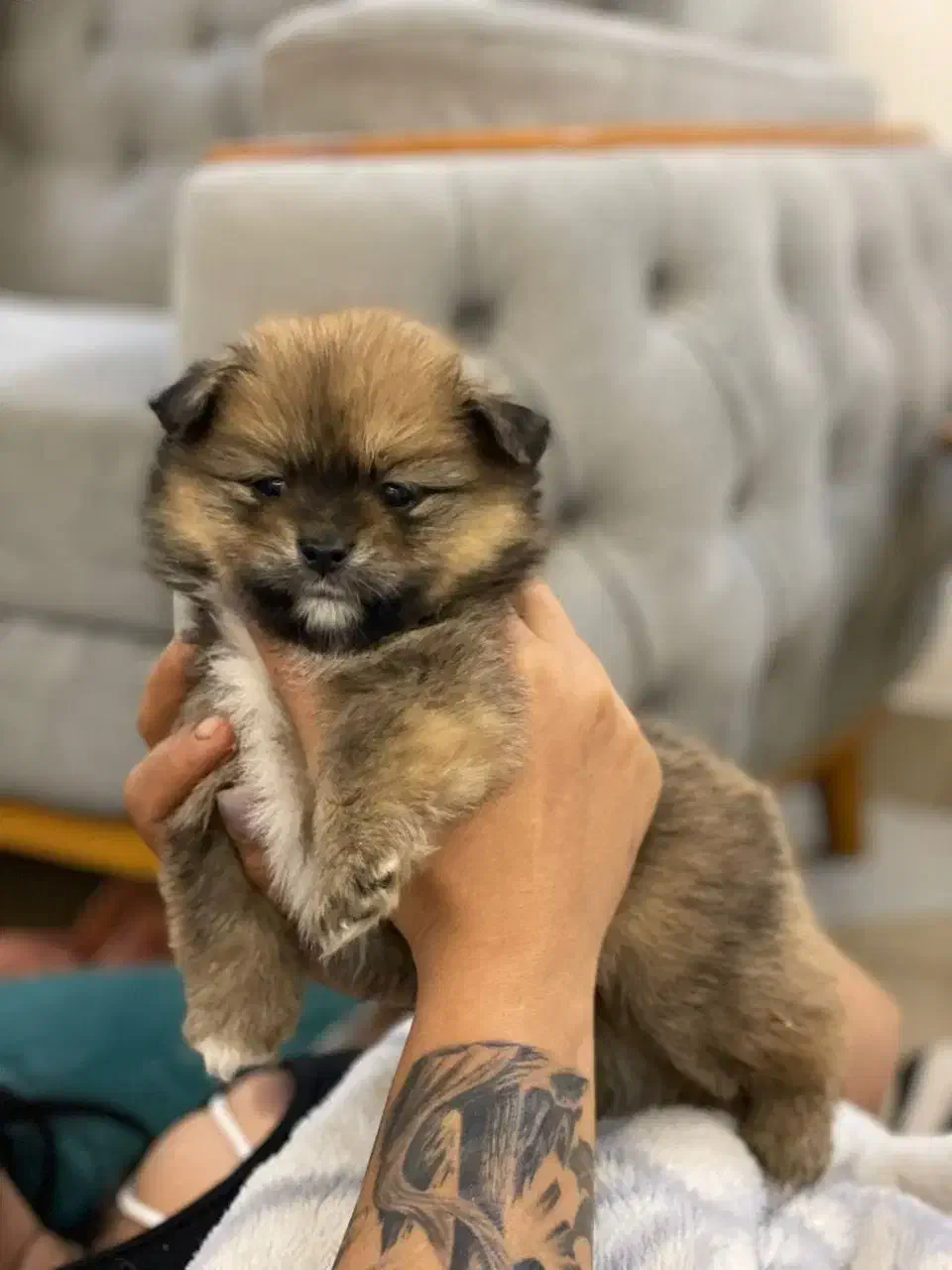 توله پامر ۲ماهه|سگ|شیراز, حومه شیراز|دیوار