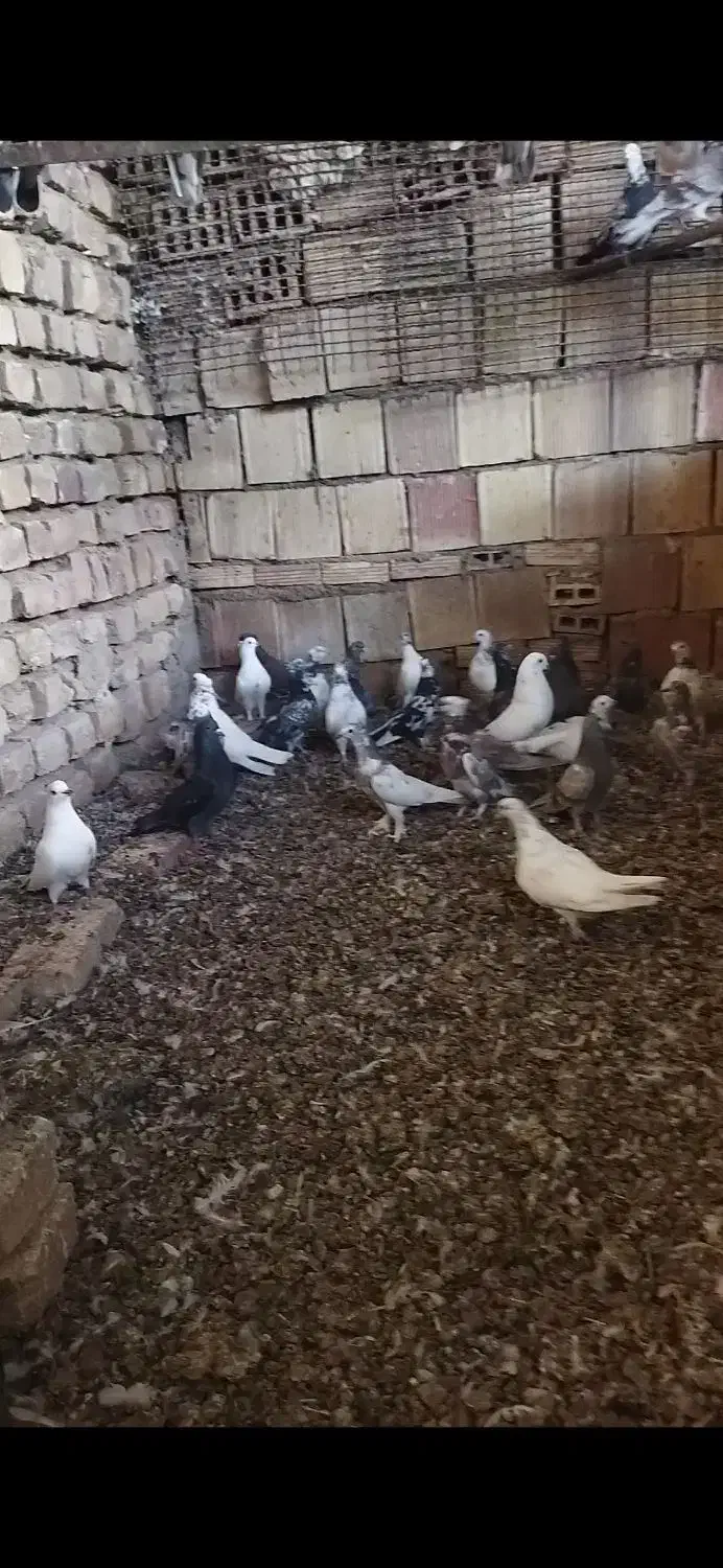 کبوتر فروشی|پرنده|نیاسر, |دیوار