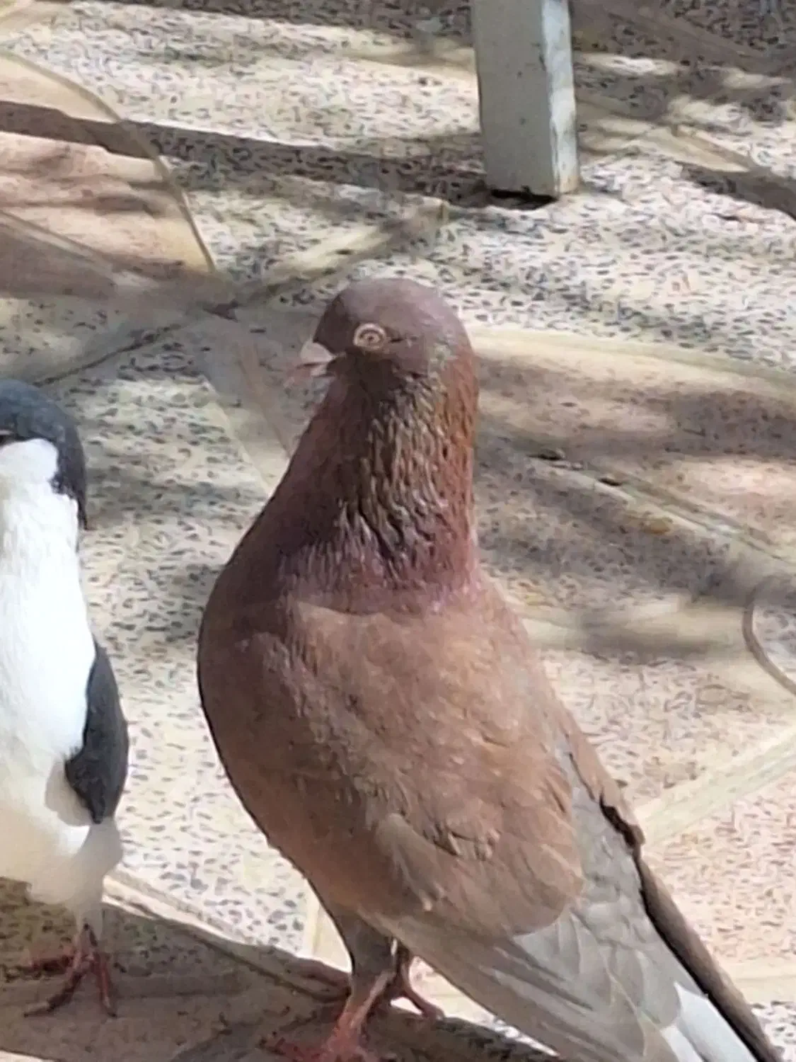 ۶عدد کبوتر|پرنده|محمدیه-قزوین, |دیوار