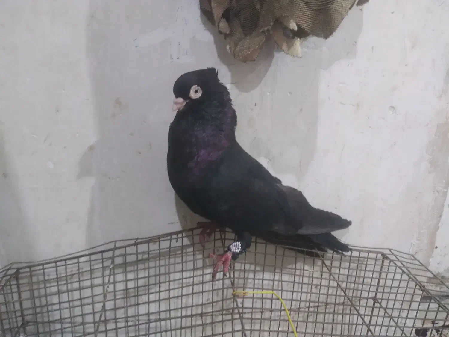 زاغ|پرنده|ایذه, |دیوار