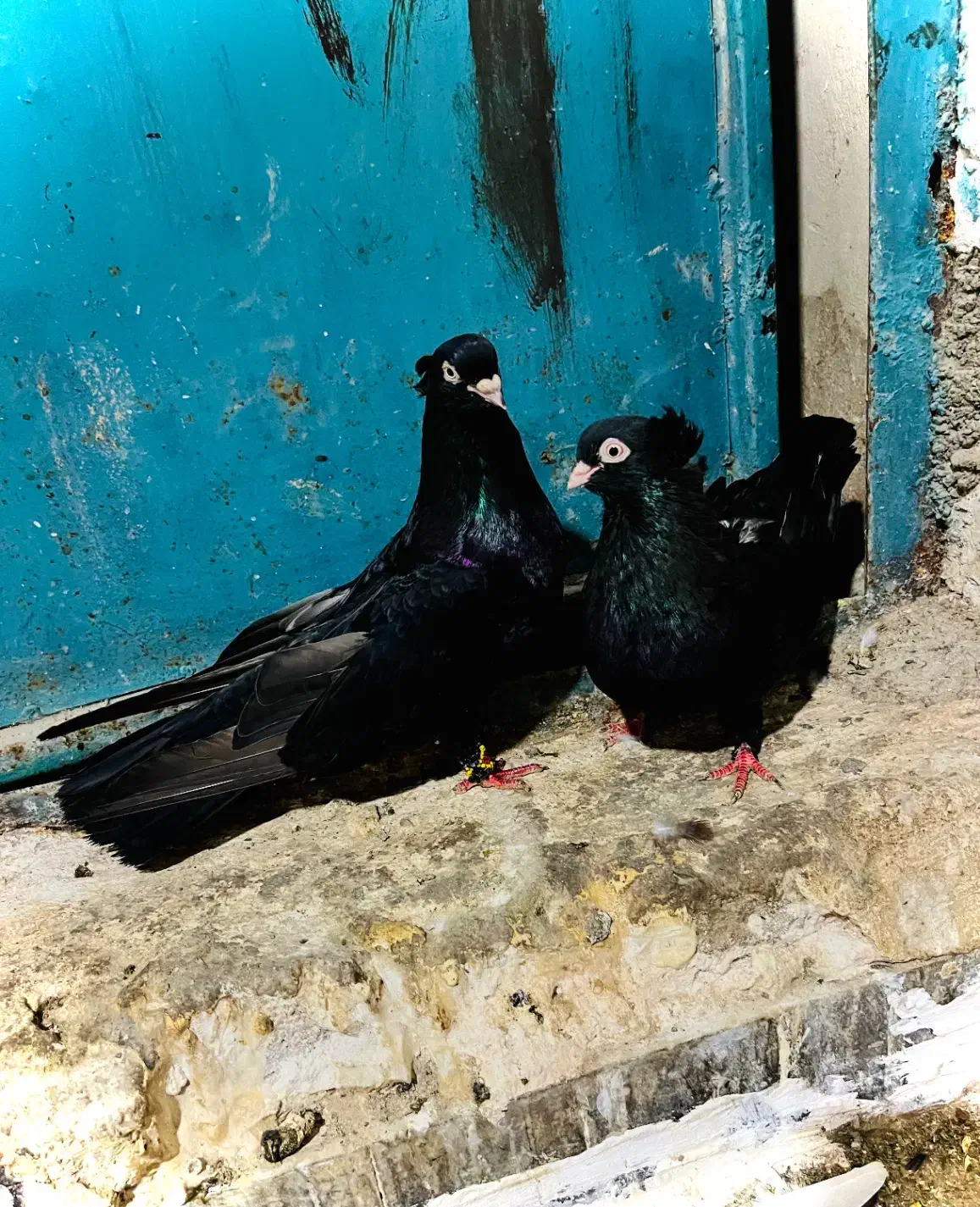 کفتر زاغ|پرنده|ساری, |دیوار