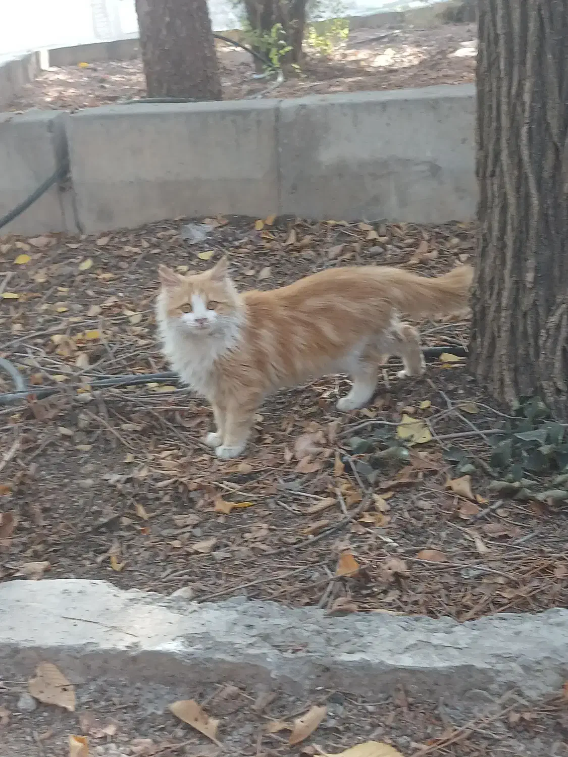 گربه خونگی خیلی خوشگل و ملوس|گربه|خوی, |دیوار