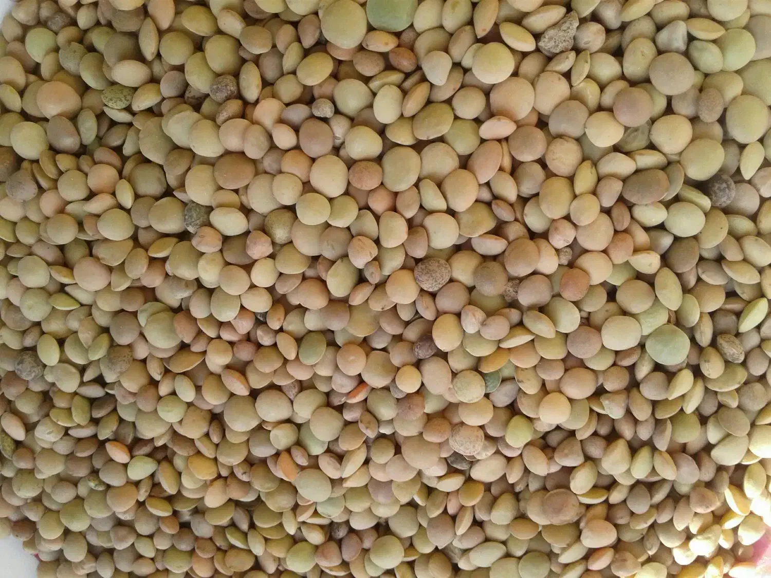 عدس ماش نخودمخلی|خوردنی و آشامیدنی|اردل, |دیوار