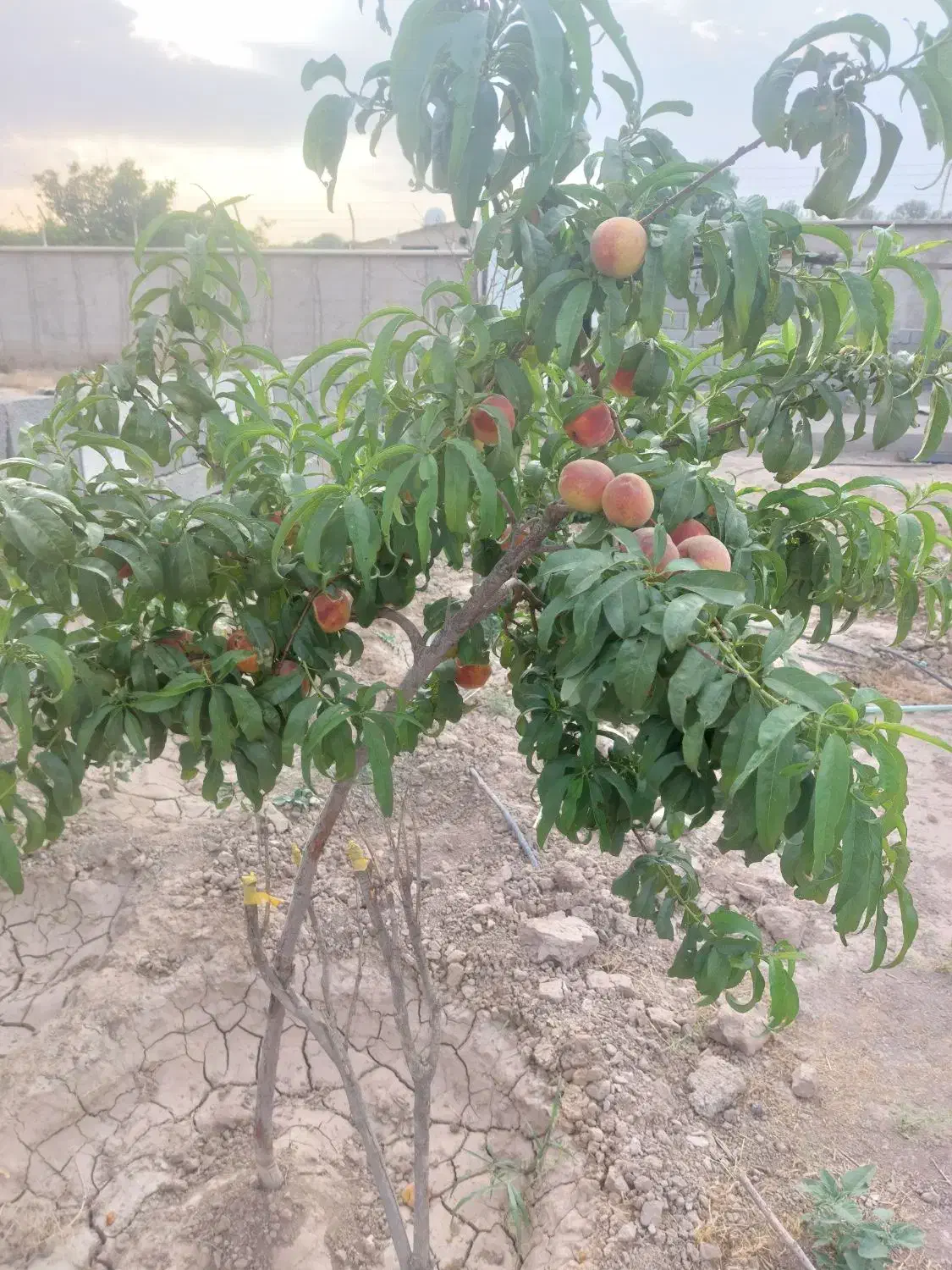 باغ 450 متری|فروش زمین و ملک کلنگی|محمدشهر, عباس آباد|دیوار