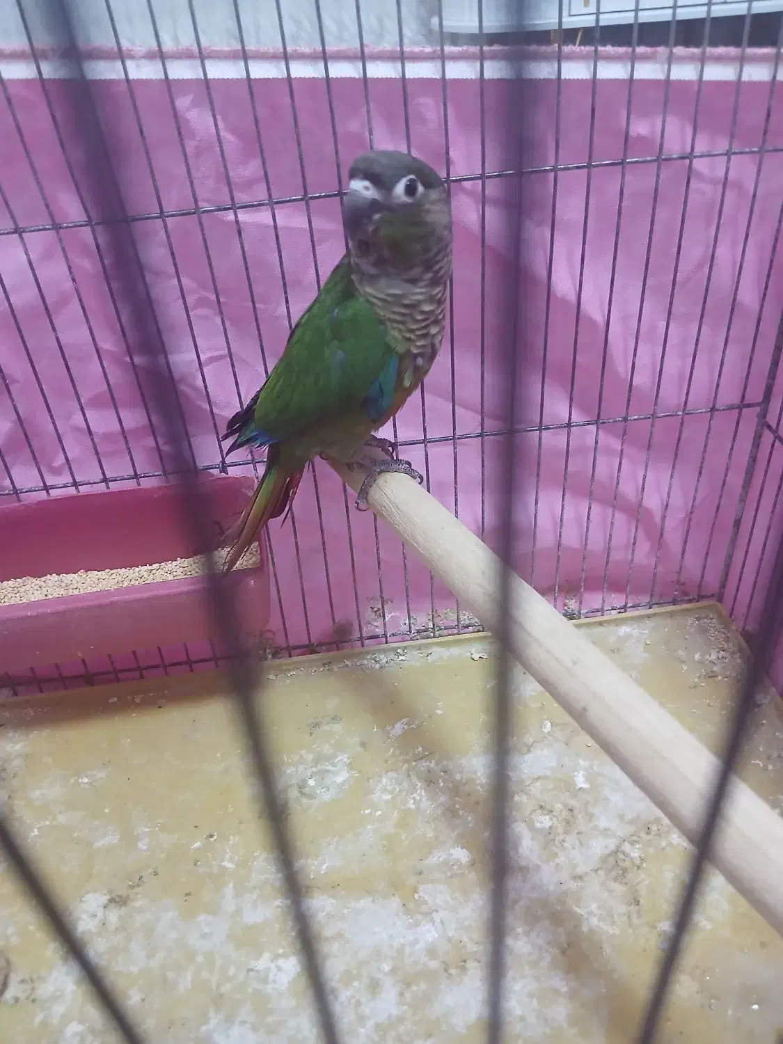 گرینچیک|پرنده|پاکدشت, شهرک امام رضا|دیوار