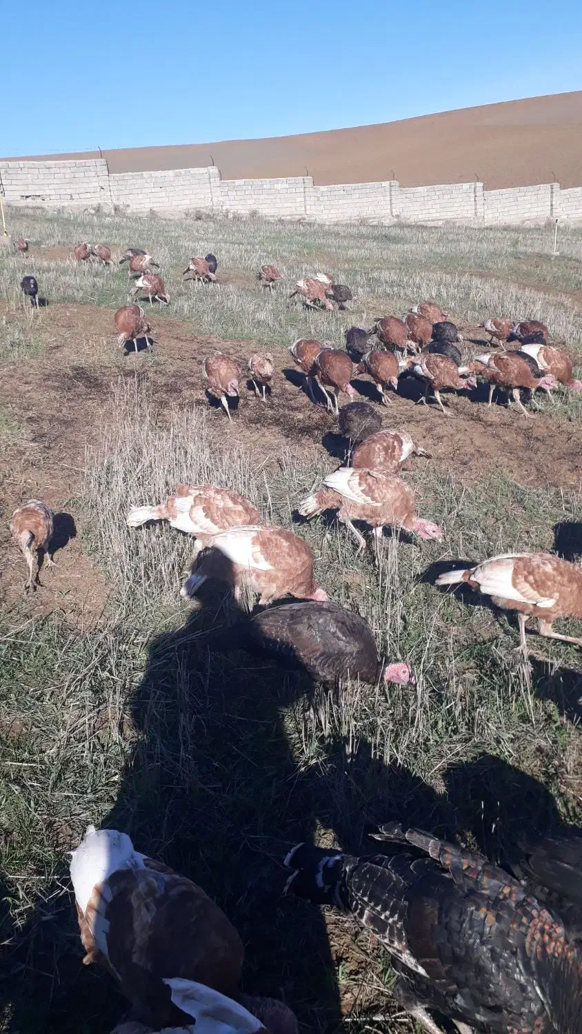 بوقلمون طبیعی|حیوانات مزرعه|بیله سوار, |دیوار