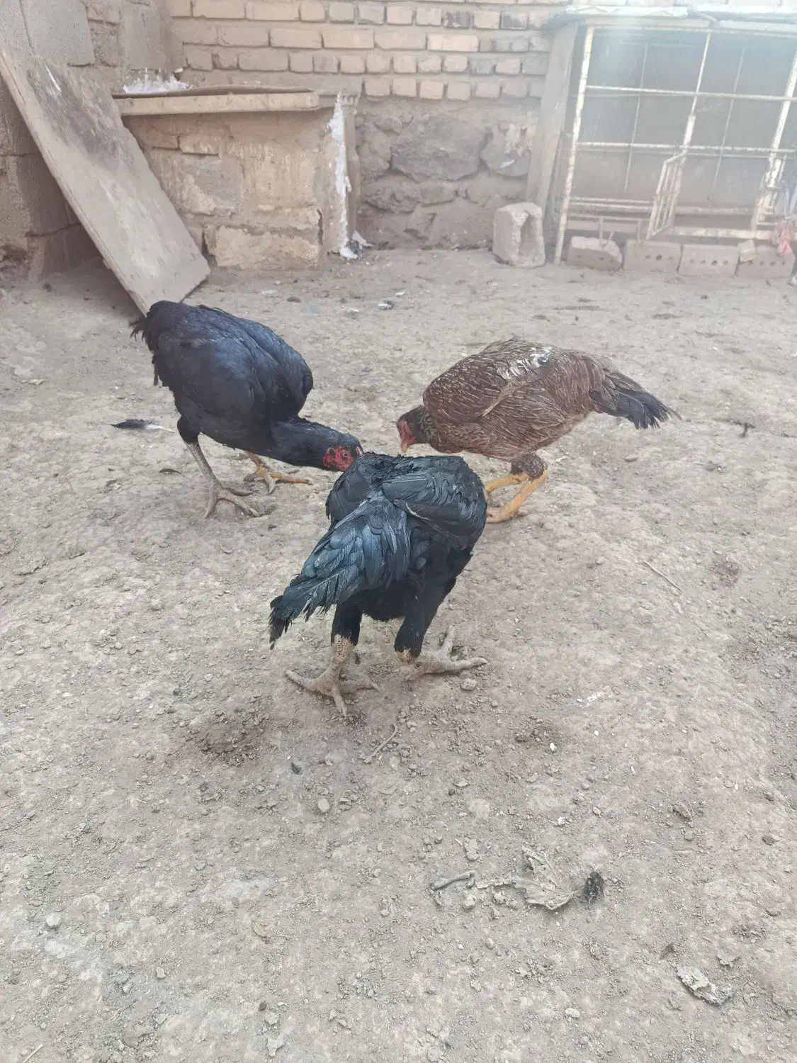 چهار عدد لاری|حیوانات مزرعه|شوط, |دیوار