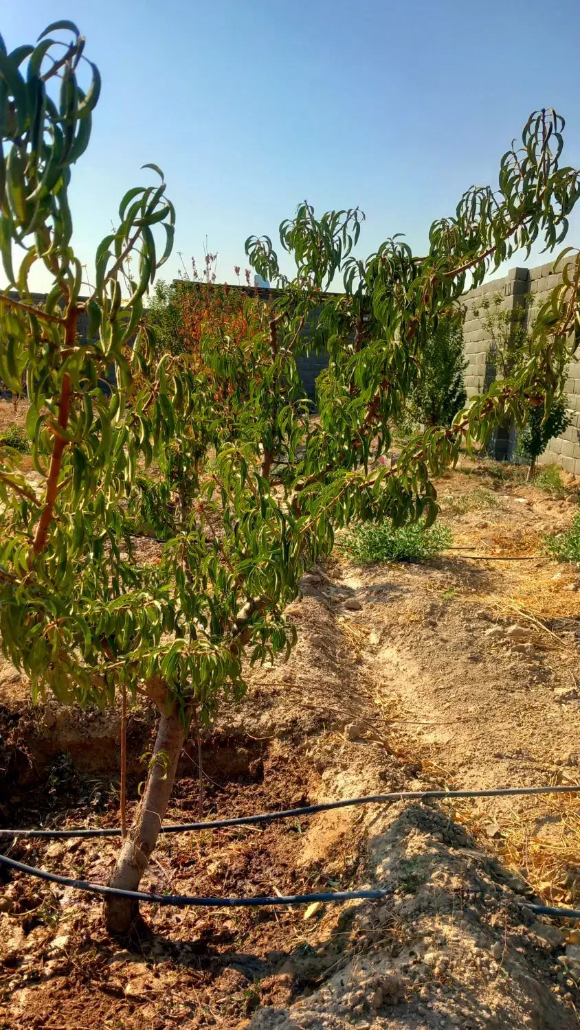 باغ و باغچه ویلا چهار دیوار اب برق گاز(ملک شخصی )|فروش زمین و ملک کلنگی|رباط‌کریم, انجم آباد|دیوار