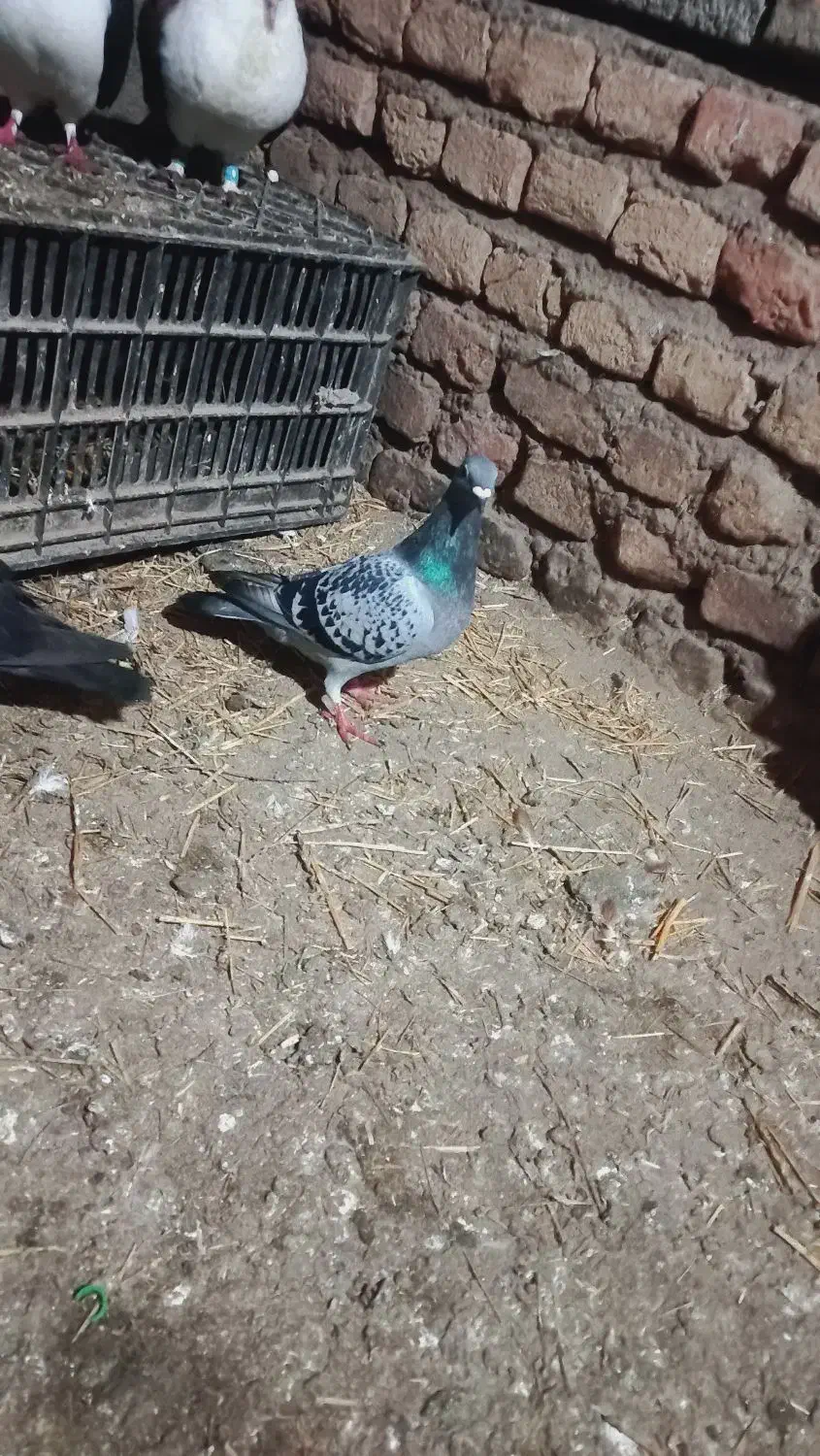 کبوتر مسافتی|پرنده|گنبد کاووس, |دیوار