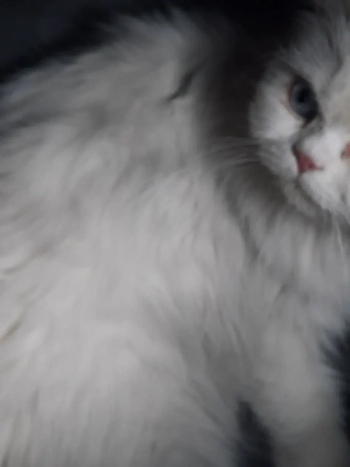 گربه پرشین پیدا شده|حیوانات|کرج, عظیمیه|دیوار