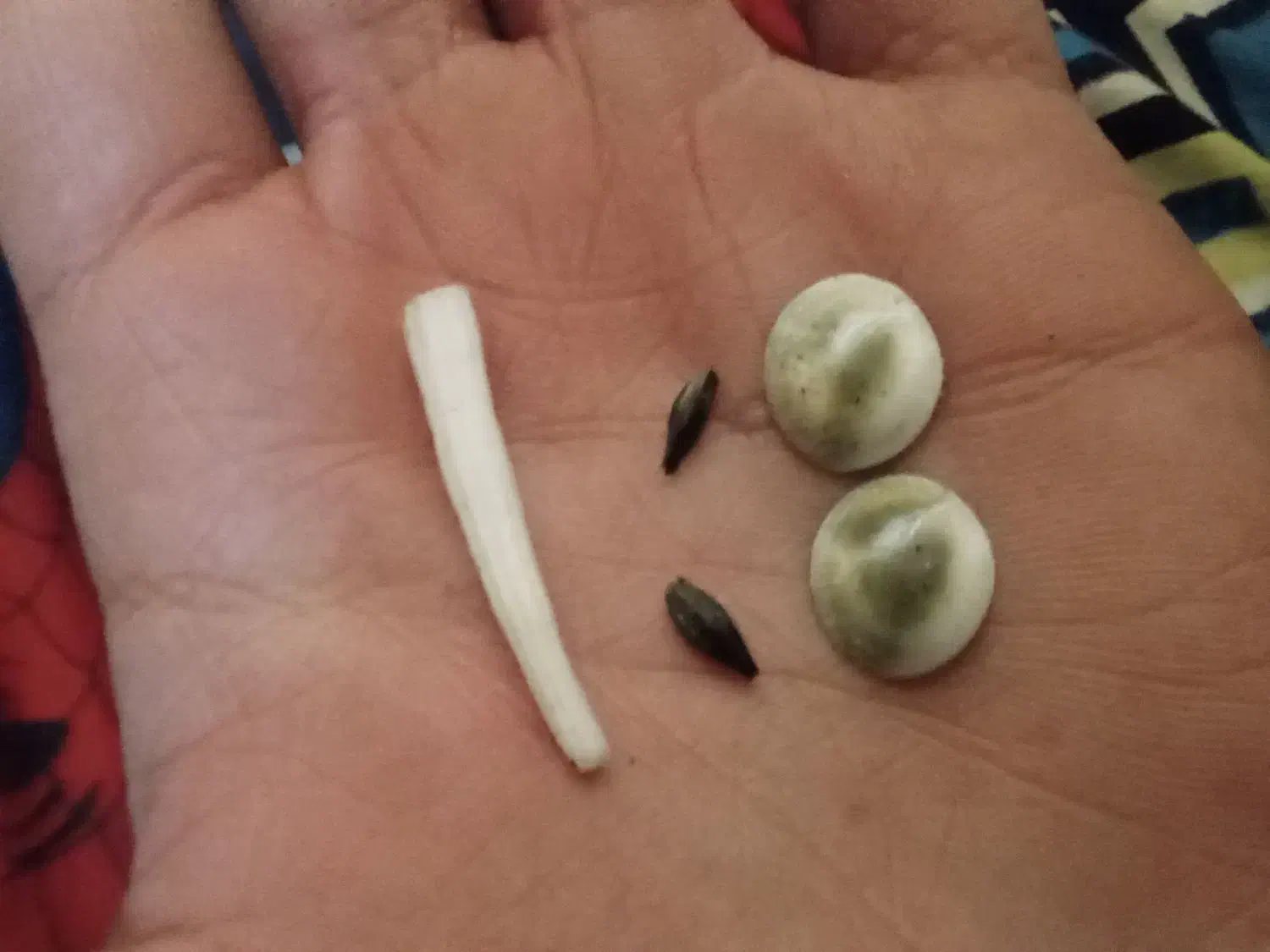 مهره هندی|کلکسیون اشیاء عتیقه|زاهدان, |دیوار