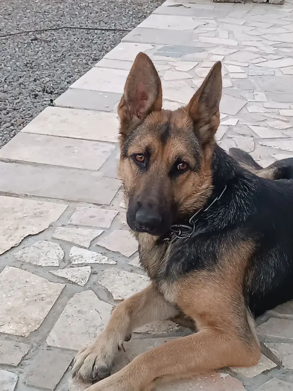 ژرمن ماده|سگ|رشت, لاکان|دیوار