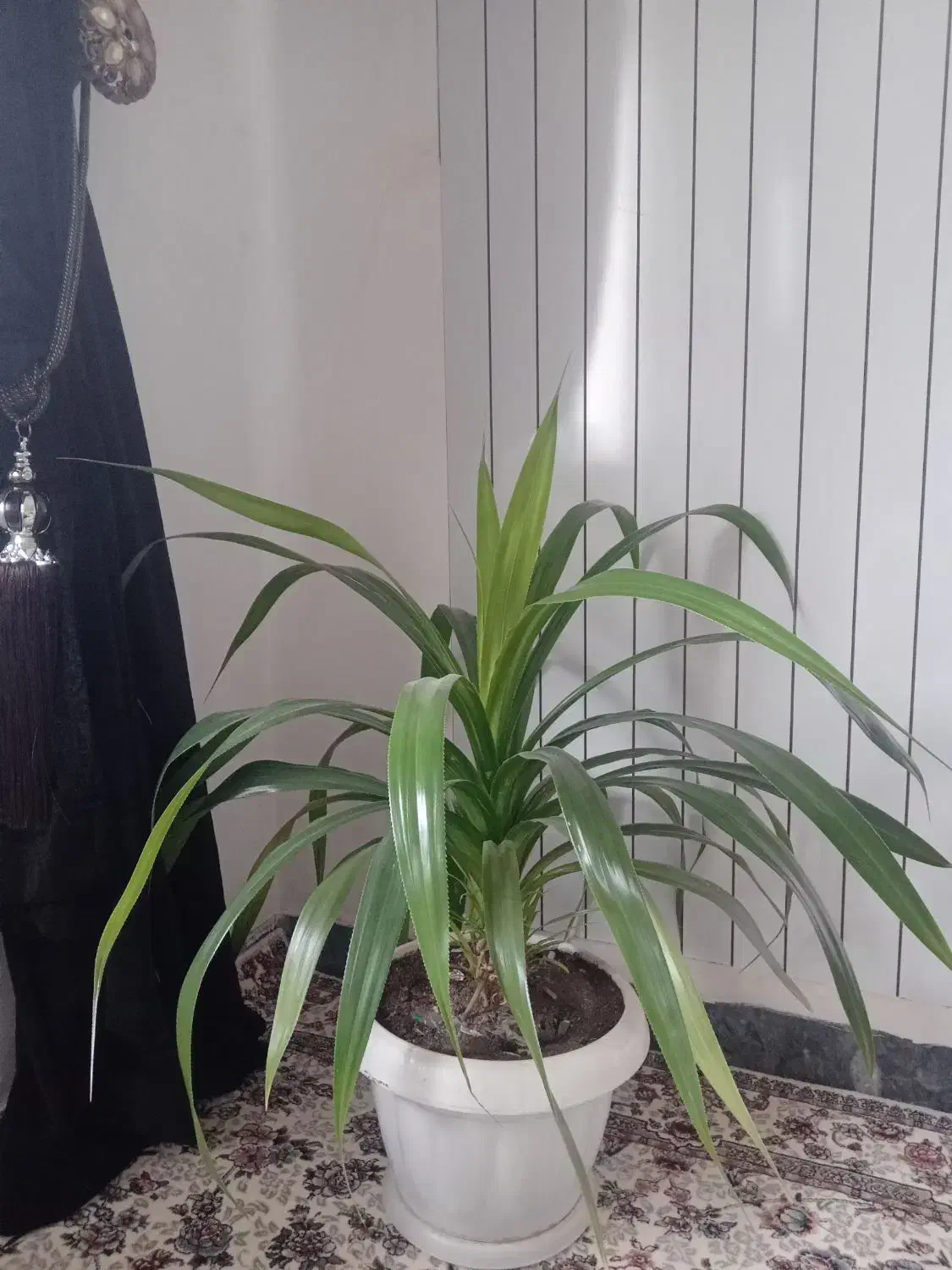 گل‌فروشی|گل و گیاه طبیعی|سقز, |دیوار