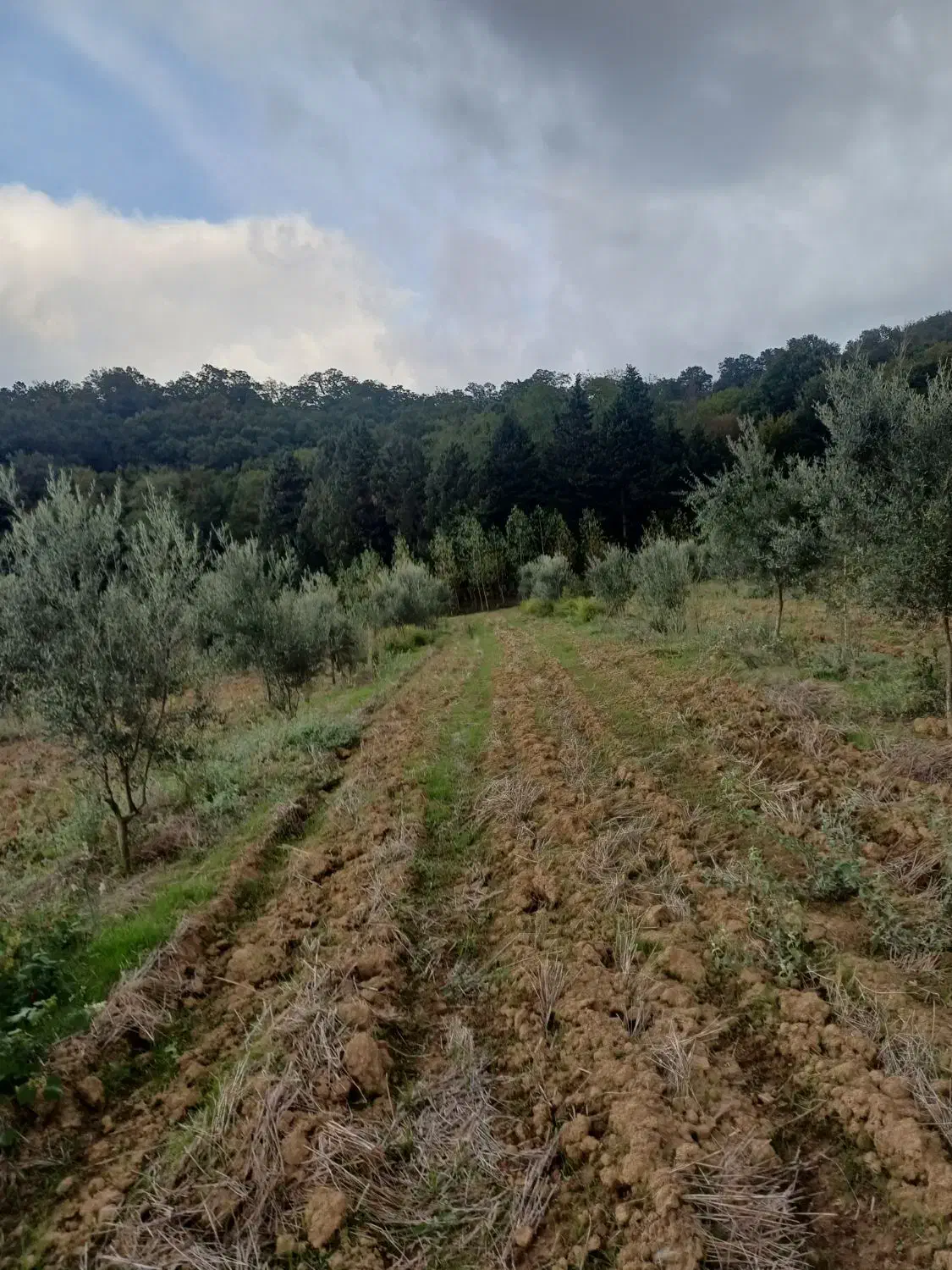 فروش زمین باغی درروستای بالاجاده جنب جنگل|فروش زمین و ملک کلنگی|کردکوی, |دیوار