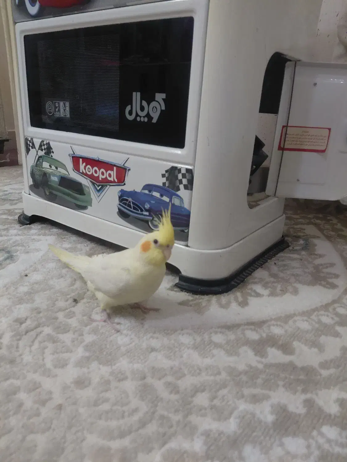 عروس هلندی|پرنده|مشهد, آزادشهر|دیوار