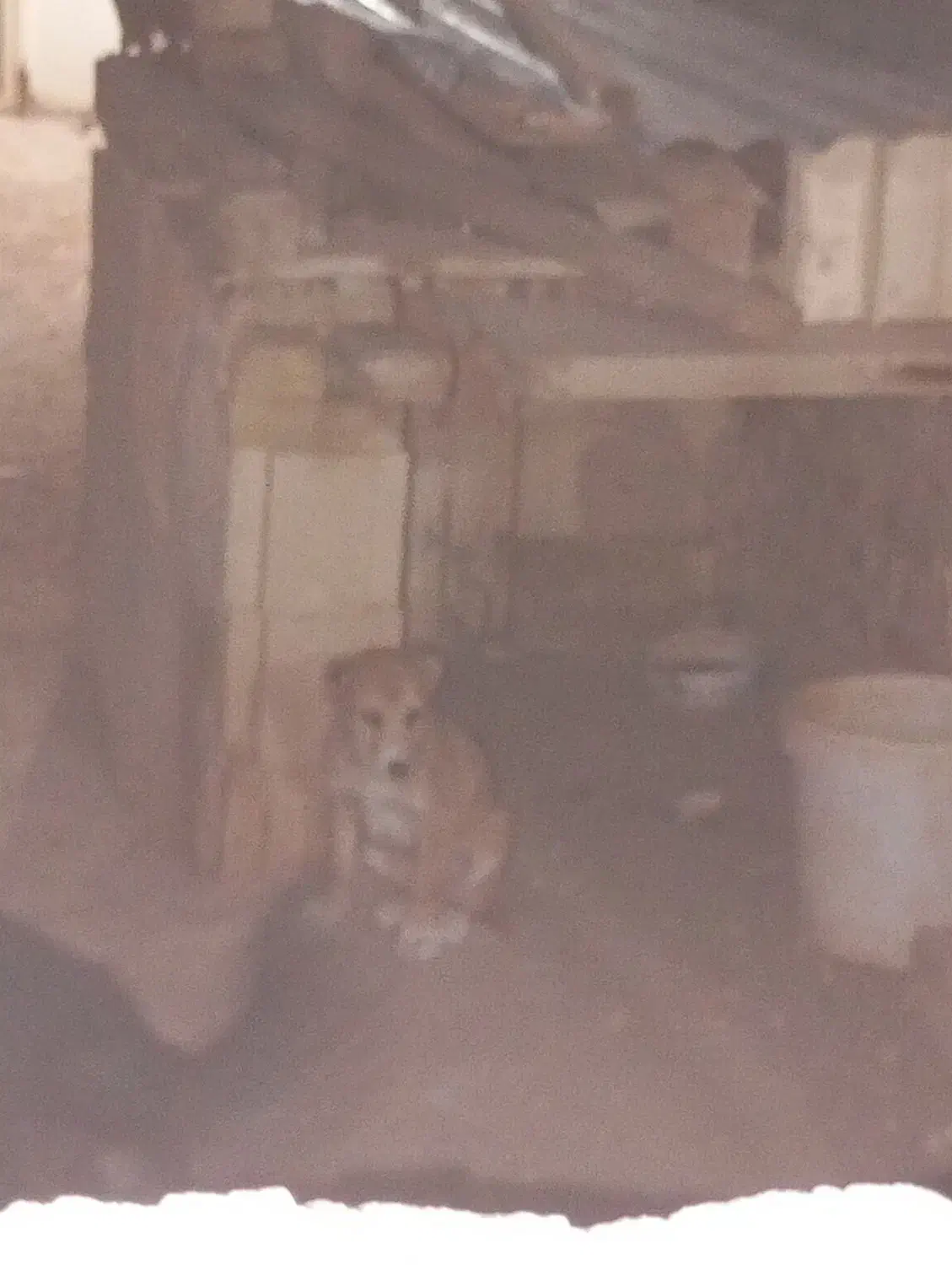 سگ سرابی|سگ|حمیدیا, |دیوار