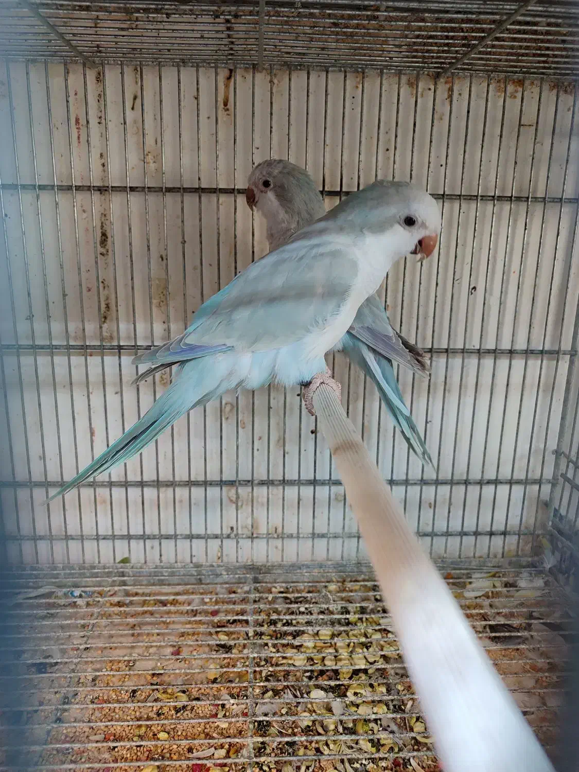 طوطی راهب زرد و ابی مولد کواکر|پرنده|اردبیل, |دیوار