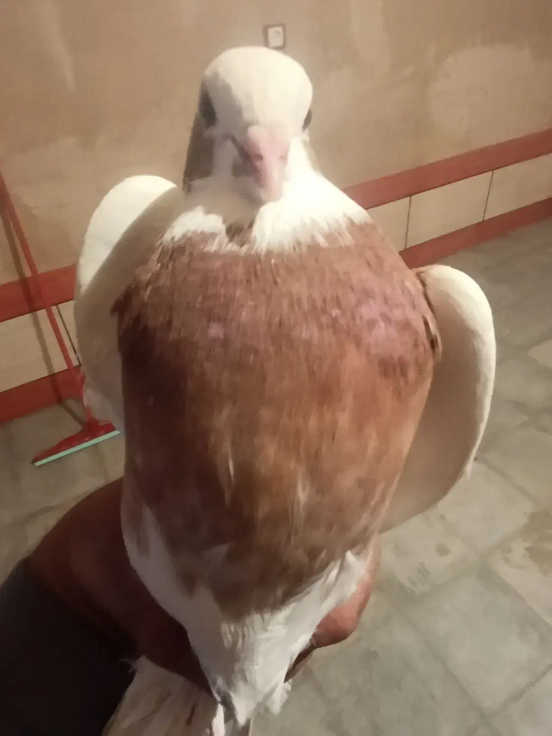 کبوتر طوقی کوار|پرنده|طسوج, |دیوار