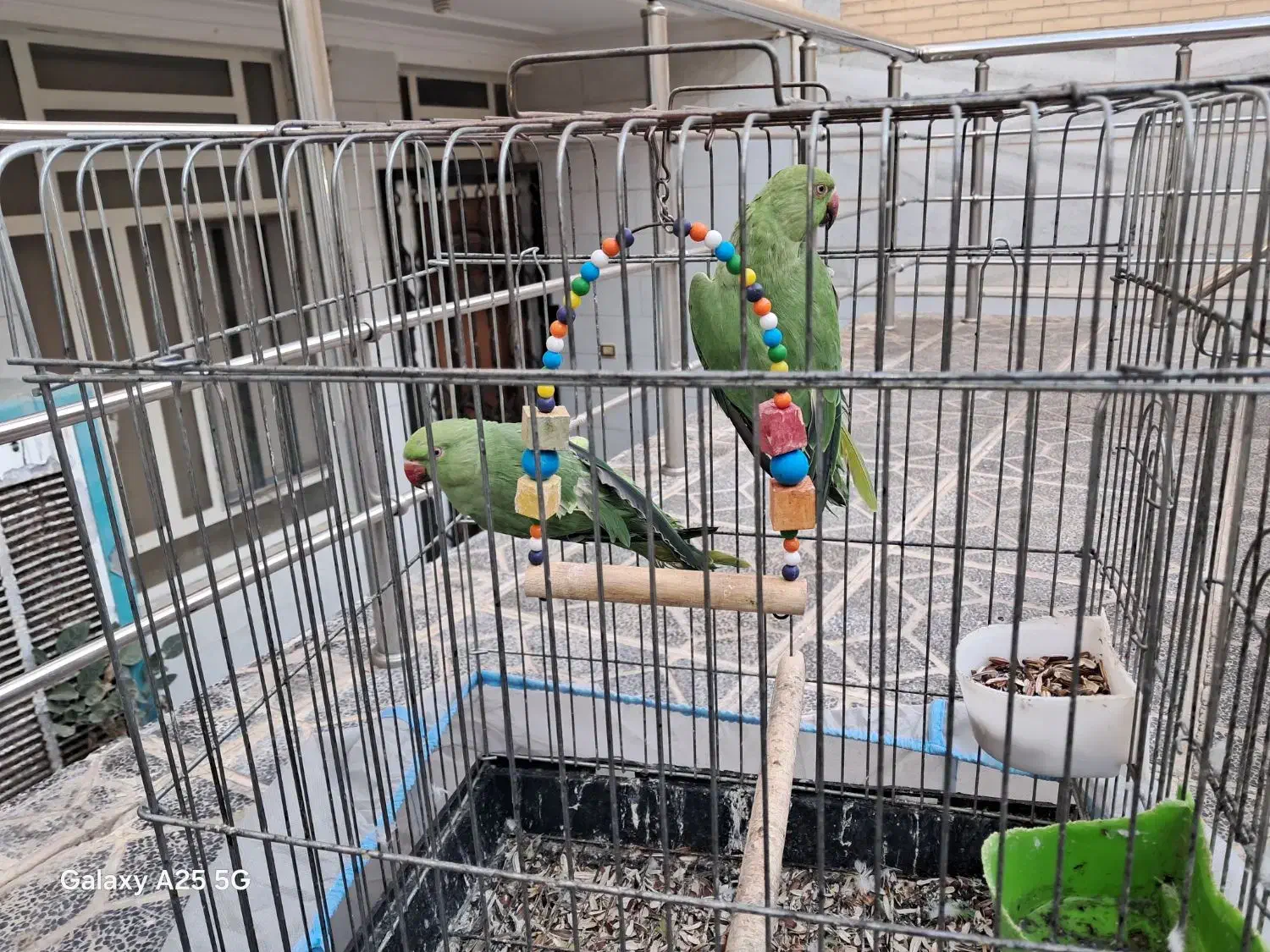 ملنگو|پرنده|یزد, |دیوار